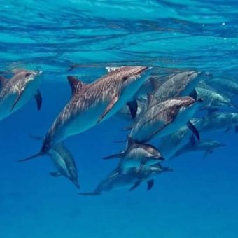 Dolphin Speedboat Chase